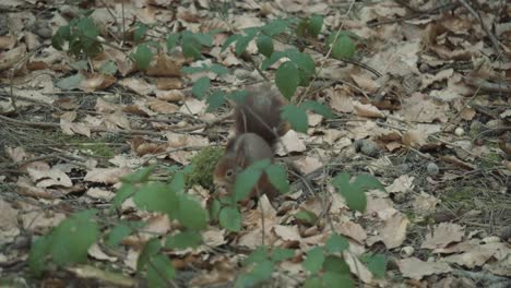 red squirrel moving in the woods collecting and burying nuts