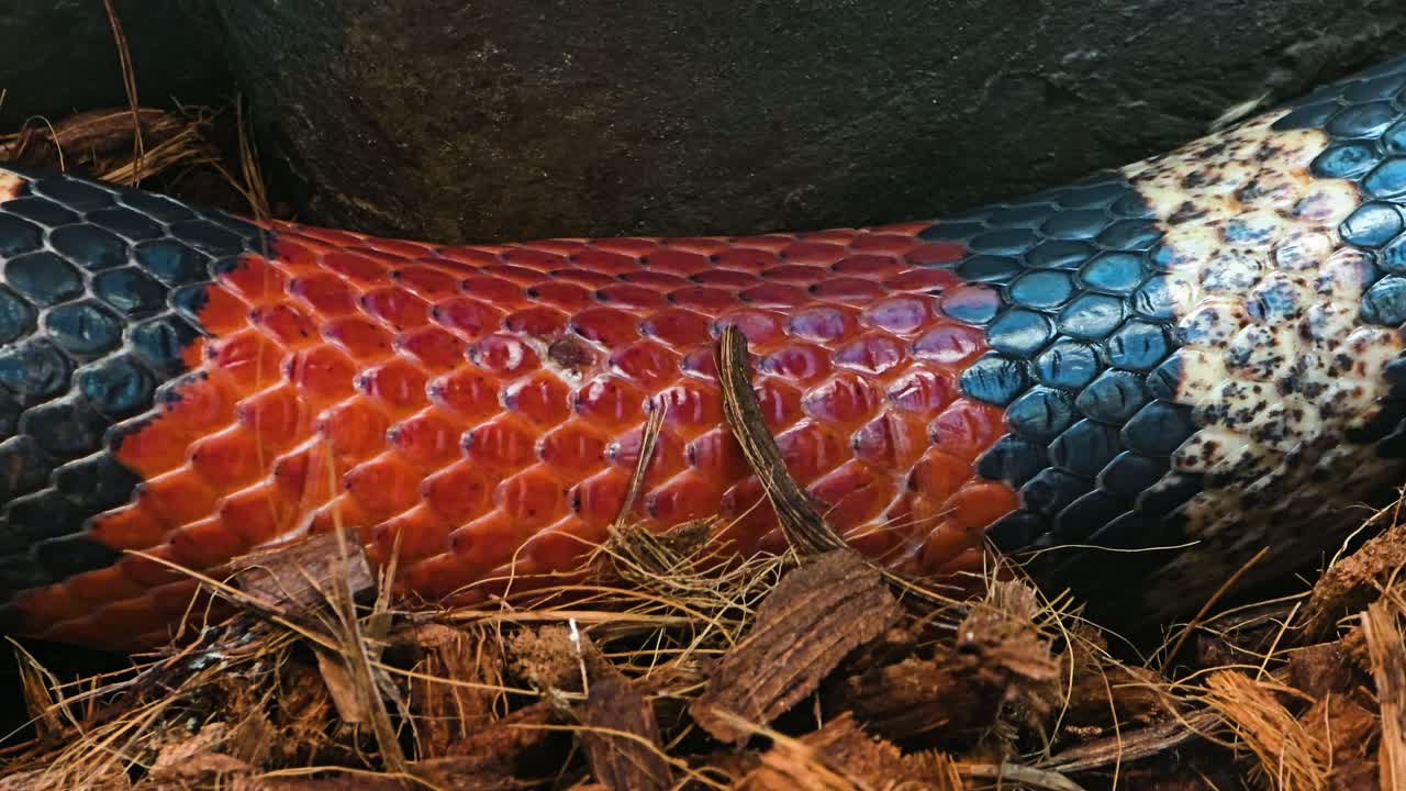 Extreme close-up macro shot of a vibrant milk snake slithering, showing the detailed texture and pattern of its colorful red, black, and white scales