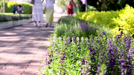 people walking in a vibrant flower garden