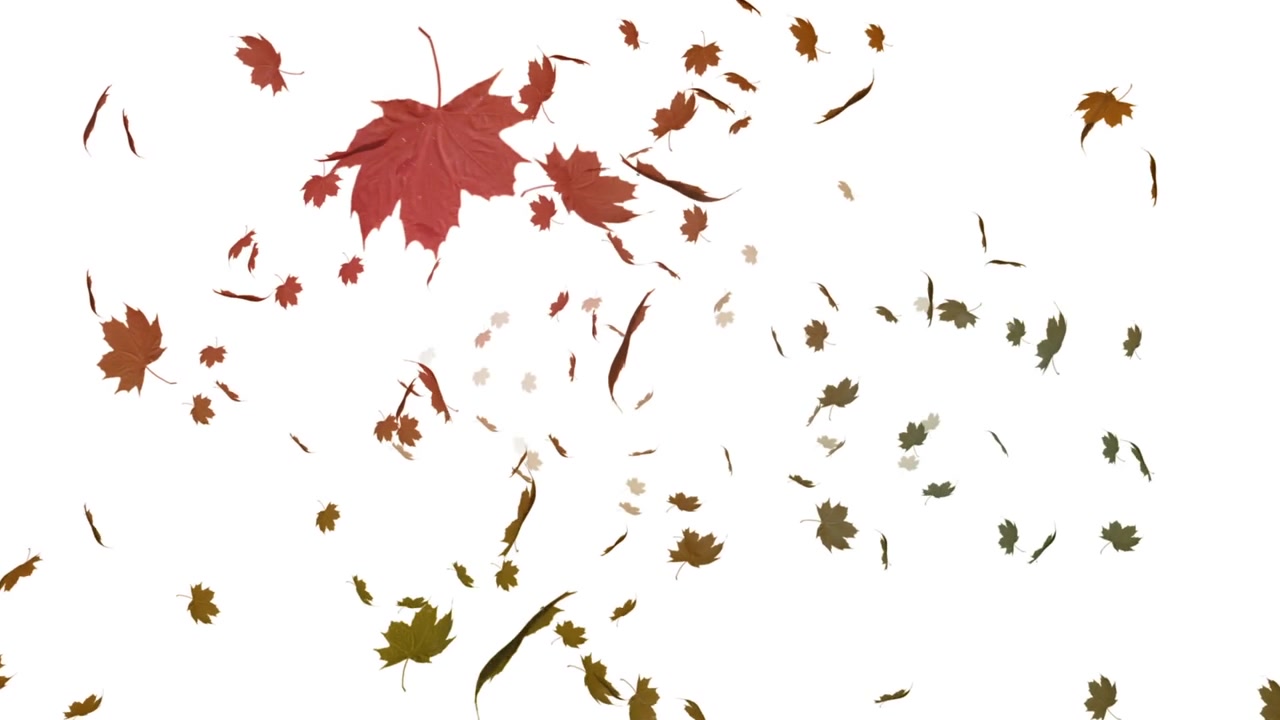 Foglia autunnale che cade su sfondo nero 4K