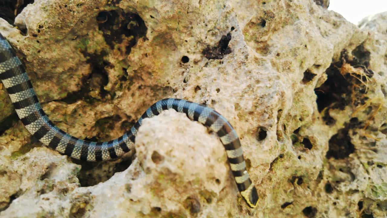Laticauda colubrina altamente velenosa si muove lungo la costa rocciosa vicino a Moalboal.