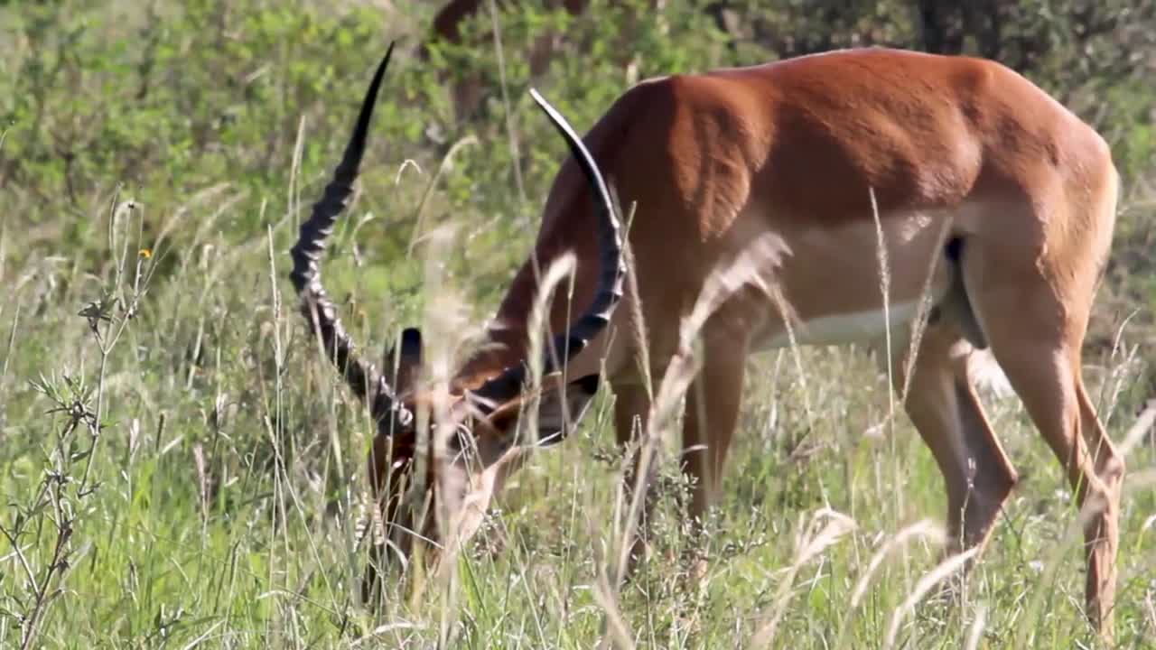 hierba larga con el impala macho alimentándose en el parque nacional de nairobi, kenia