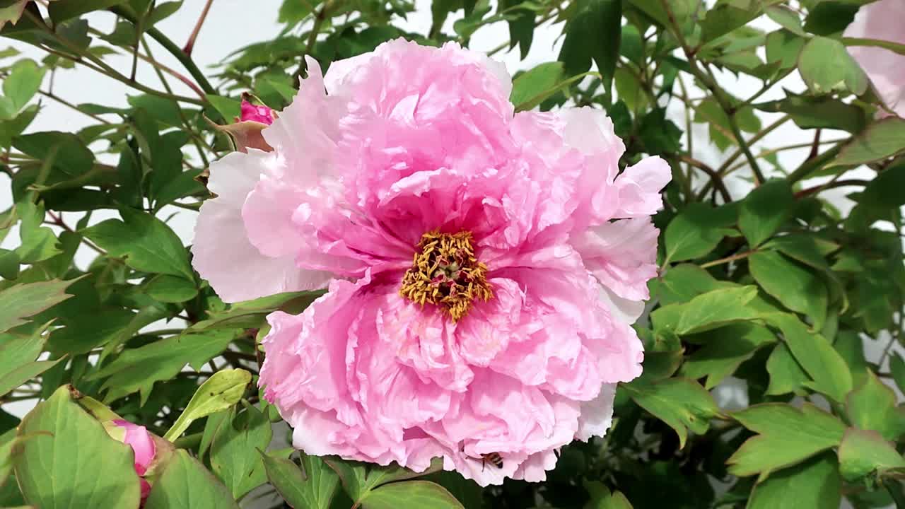 Pink Tree peonies are long-lived, hardy shrubs,The common name is misleading as they are not trees but deciduous shrubs