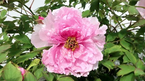 Rosa-Baumpfingstrosen-Sind-Langlebige,-Winterharte-Sträucher,-Der-Gebräuchliche-Name-Ist-Irreführend,-Da-Es-Sich-Nicht-Um-Bäume,-Sondern-Um-Laubabwerfende-Sträucher-Handelt