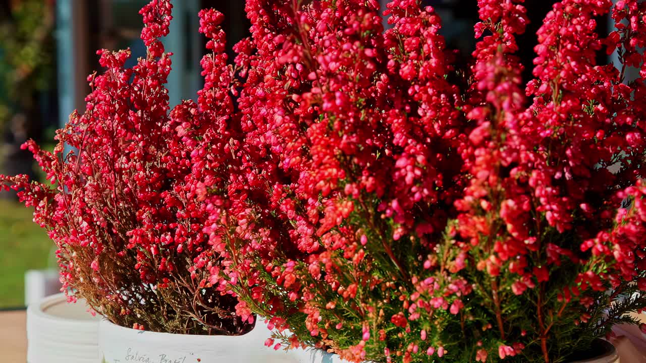Vibrant red heather shrubs in white ceramic pots are displayed at an outdoor market or garden center, Latvia