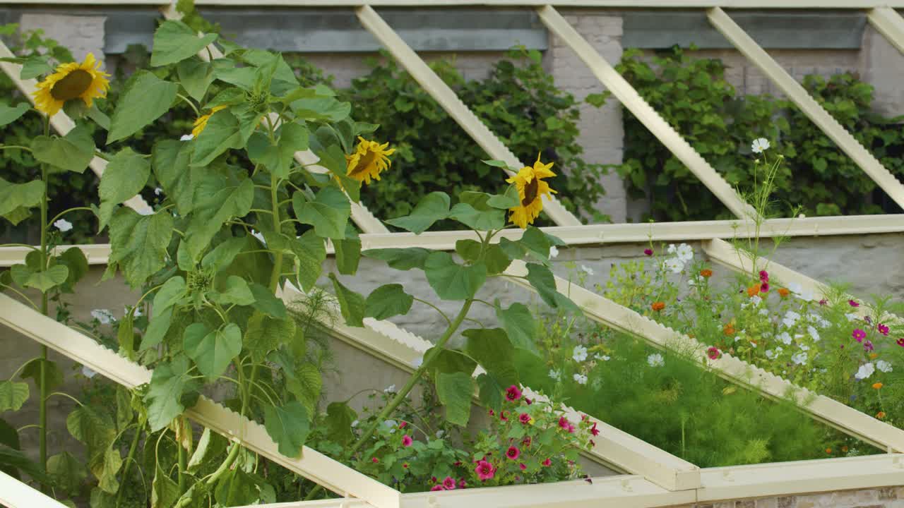 Smooth daylight pan across sunflowers, wildflowers, and wooden trellis in a lush garden setting