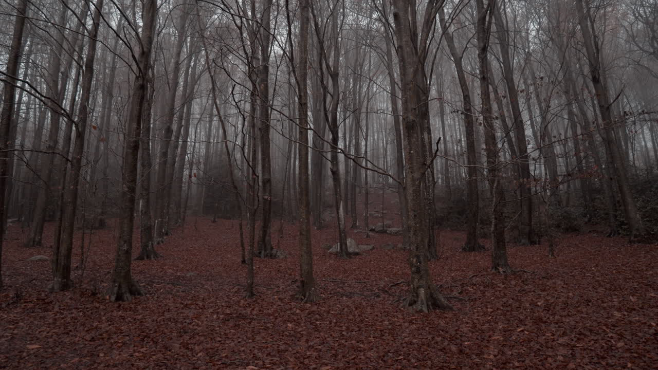 카탈루냐 산맥의 비 아래 아름다운 가을 너도밤나무 숲-1