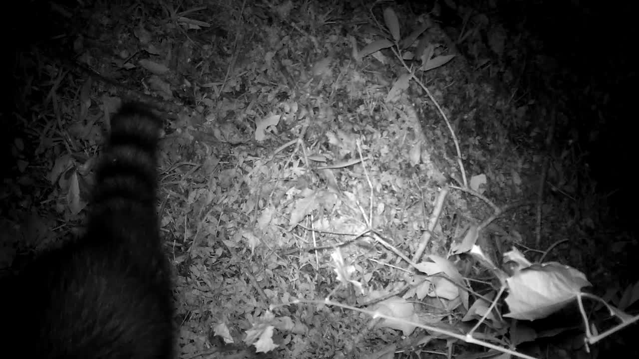 Filmato in primo piano da telecamera a infrarossi che mostra due procioni selvatici camminare sul suolo della foresta di notte. Ideale per documentari sulla fauna selvatica e studi sugli animali notturni.
