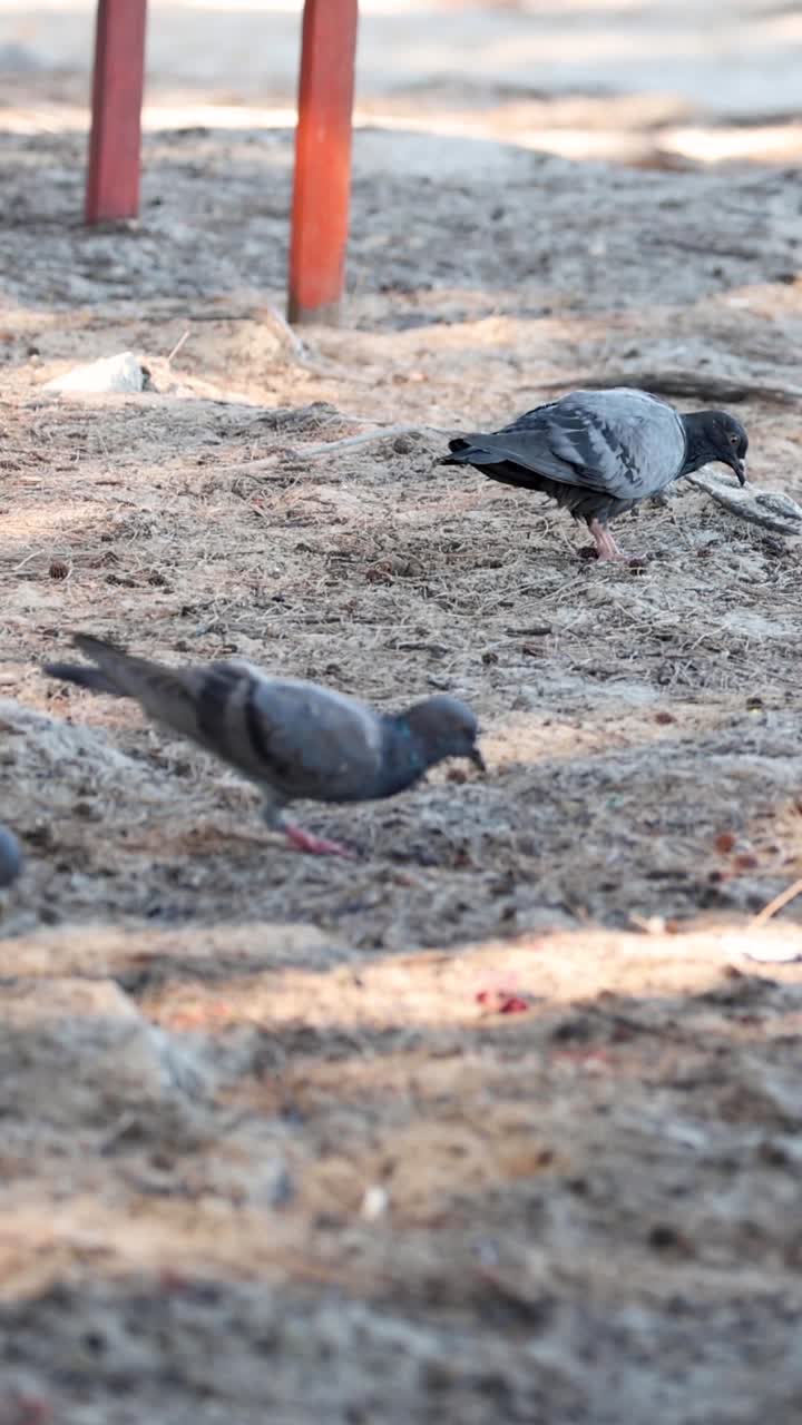 varias palomas picoteando el suelo en busca de comida.