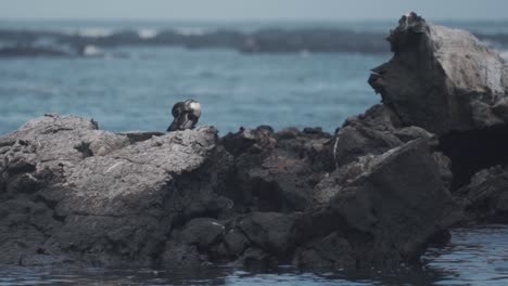 a captivating video of a magellanic penguin on the shores of isabela island, galápagos islands, ecuador.