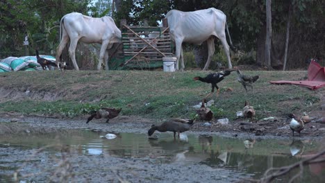 Enten-Und-Hühner-Suchen-Im-Wasser-In-Ufernähe-Nach-Futter,-Im-Hintergrund-Weiße-Kühe