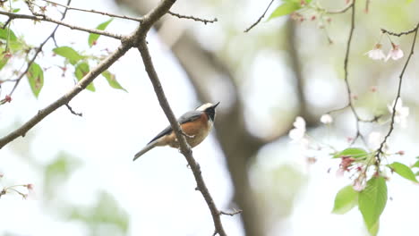 Hermoso-Tit-Variado-Posado-En-Una-Rama-De-Un-árbol-Y-Luego-Voló-Contra-El-Fondo-Del-Bokeh-En-Saitama,-Japón