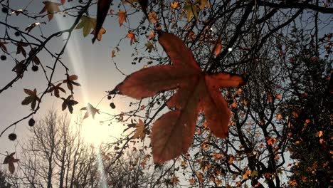 sunshine light through an autumn maple tree leaf