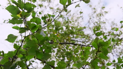 ramas y hojas de árboles