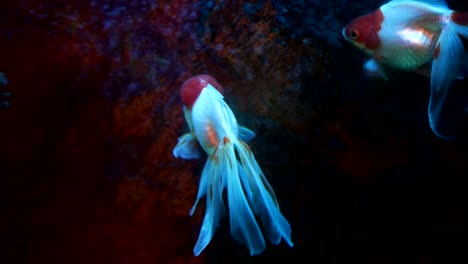 el pez dorado oranda flota en un acuario