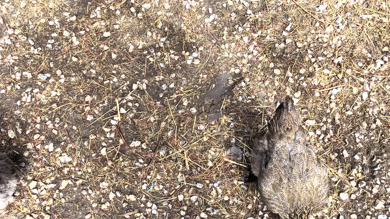 pollos especiales buscando comida pacíficamente, vistos desde arriba