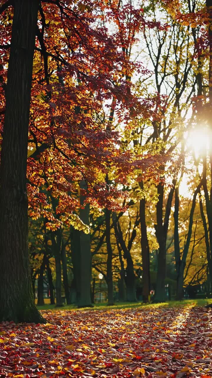 Low-angle shot of autumn trees with sunlight filtering through leaves, creating a warm, serene