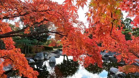 hermosas hojas de arce rojas y vibrantes en el otoño japonés