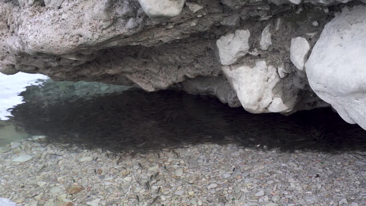 바닥에 자갈이 있는 잔잔한 호수의 큰 절벽 아래에 숨어 있는 작은 물고기 무리, 연안 해역의 동물군