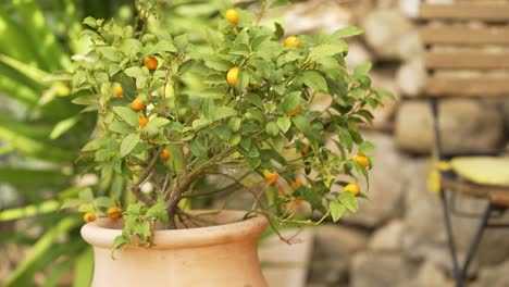 a small orange tree in a french garden