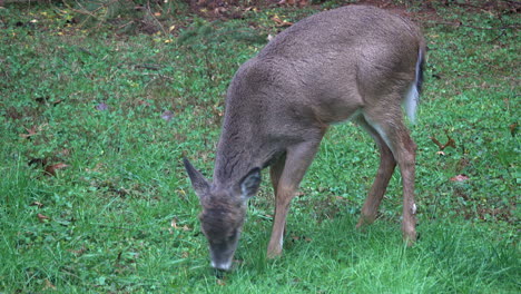 young white-tailed deer grazes and looks up several times