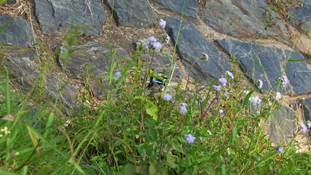 A male Superb Fairywren (Malurus cyaneus) hops between stems of Billygoat-weed in its natural habitat, spreads the wings and fly away, close up shot