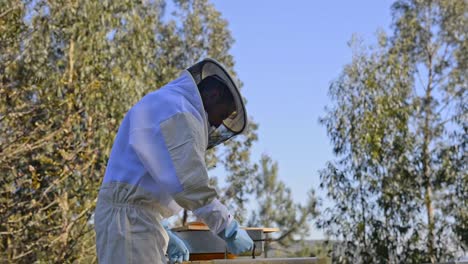 beekeeper removing honeycomb with forceps