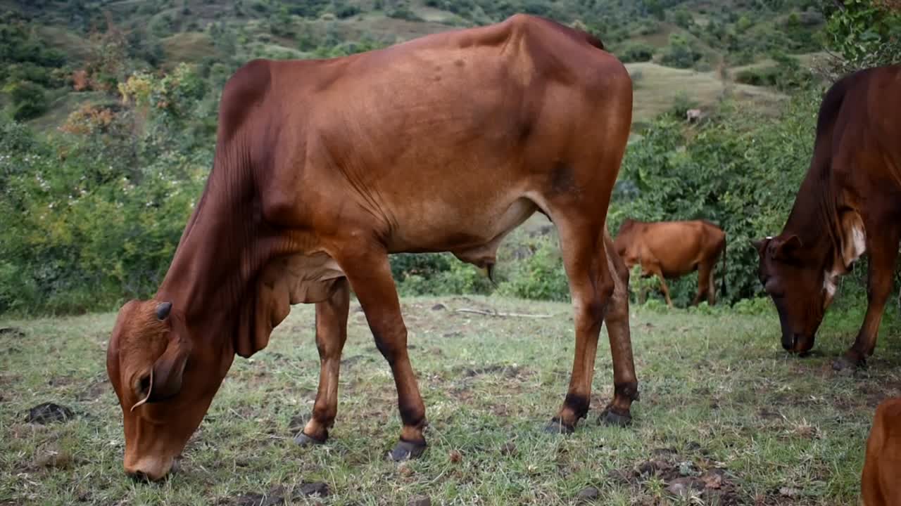 Sapi-sapi peliharaan merumput di padang rumput di pedesaan.