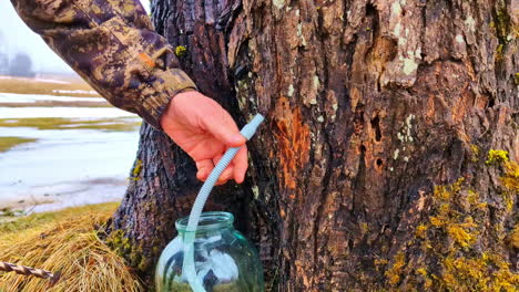 hombre insertando un tubo azul en un frasco para recolectar savia o jarabe de un árbol con un taladro en la mano