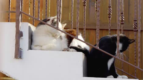 three lazy cats are sitting on the stairs, one of them is grooming itself