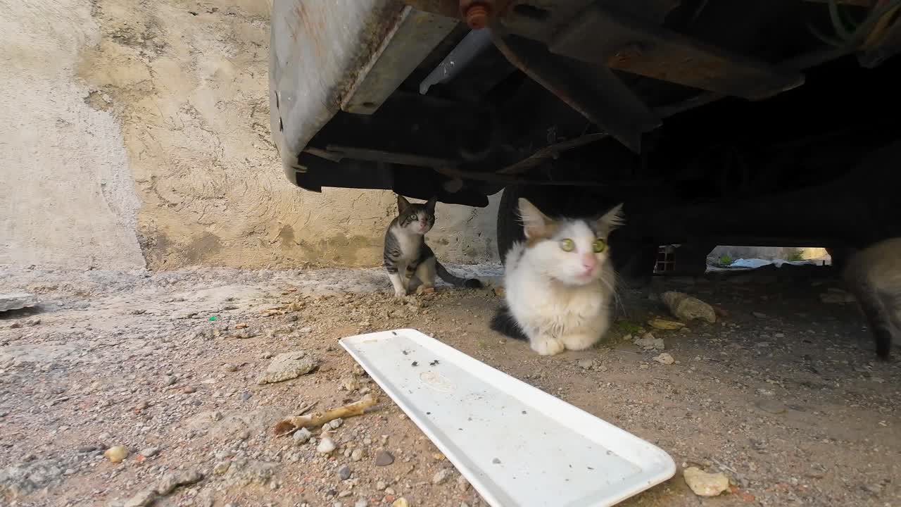 Close-up — street cats hiding in fear under an old car.