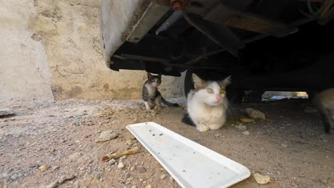 close-up — street cats hiding in fear under an old car.