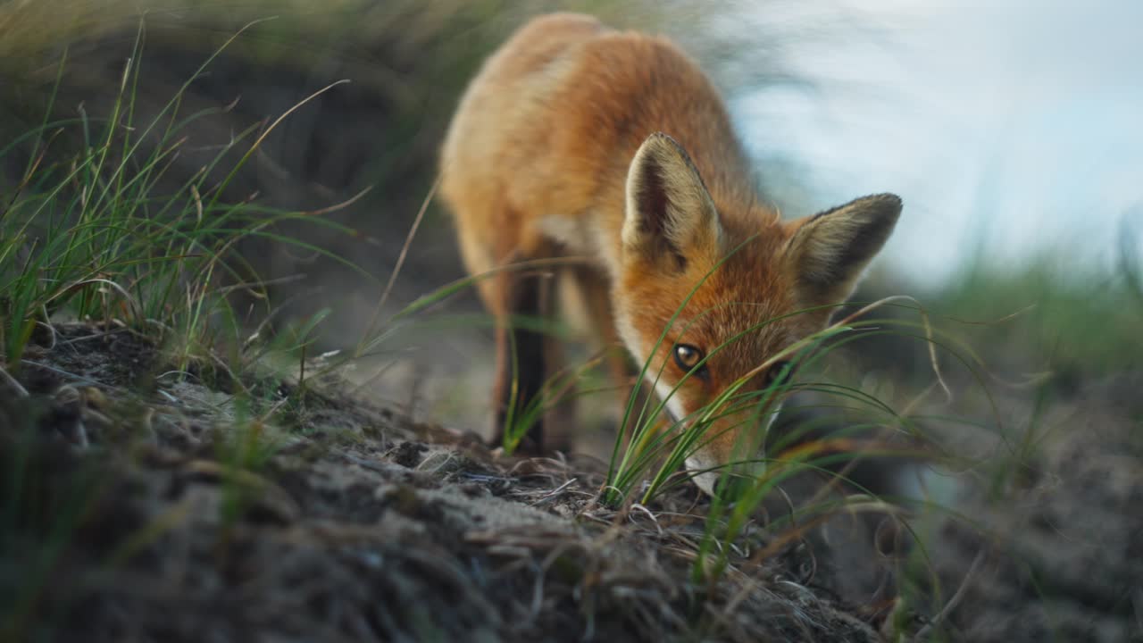 primer plano de un curioso zorro rojo buscando alimento en las dunas