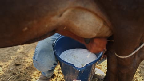 dairy farmer pulls on a cow's udders, milking the cow into a bucket