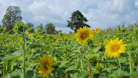 Große,-Niedliche-Und-Flauschige-Hummel,-Die-Nektar-Von-Einer-Gelben-Sonnenblume-Auf-Einer-Schwedischen-Wiese-Sammelt,-Umgeben-Von-Tonnen-Anderer-Köstlicher-Sonnenblumen