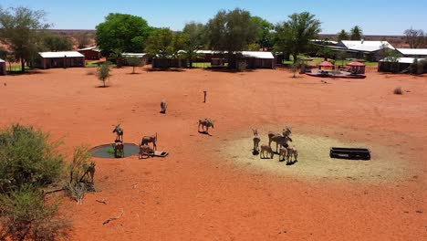 drone flight over a lodge in namibia where many antelopes drink from a waterhole