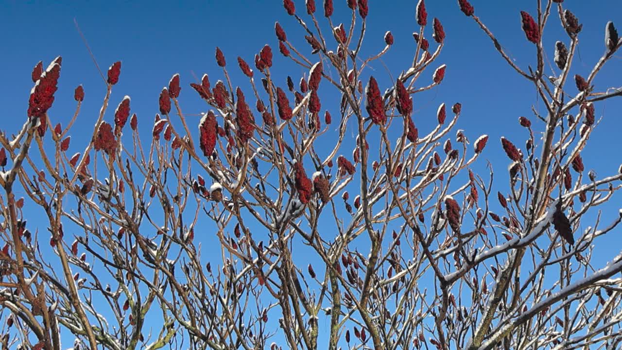 las imágenes en movimiento muestran un árbol de vinagre con flores de terciopelo de sumaco durante el invierno mientras la nieve y el hielo cubren las flores del árbol ornamental. el cielo azul es la parte de atrás con el sol brillando en el árbol.