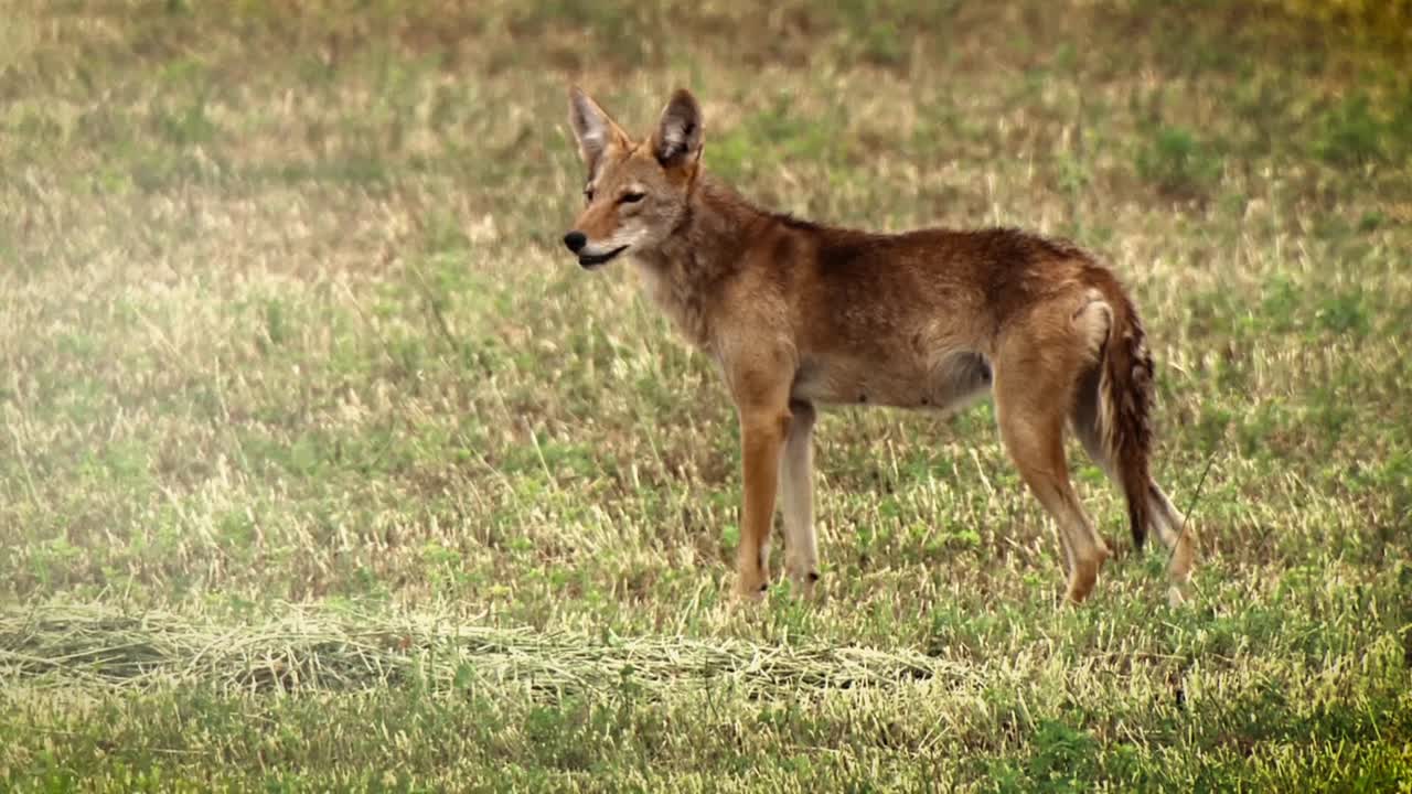 un coyote aúlla en un campo en américa del norte