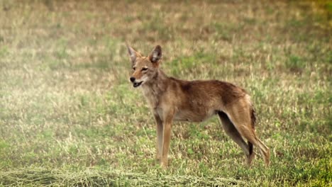 A-Coyote-Yelps-In-A-Field-In-North-America