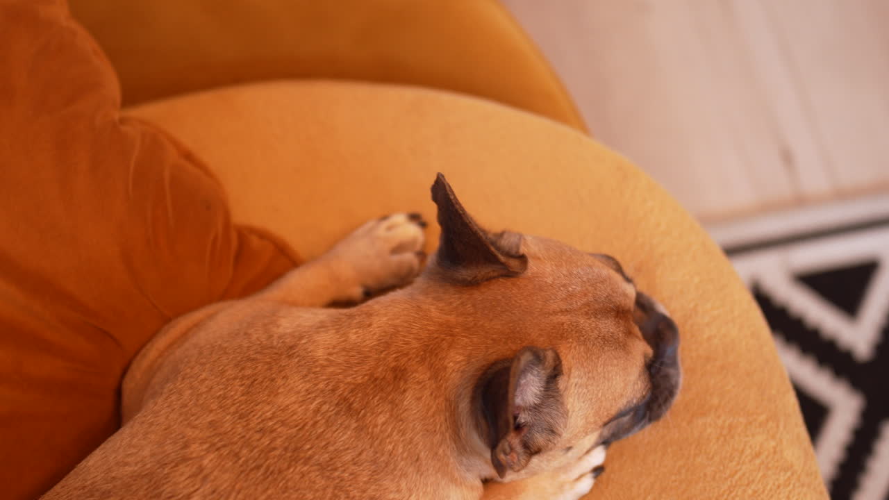 Top-down shot of a French bulldog sleeping comfortably on a soft yellow sofa