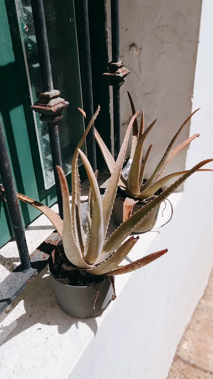 plantas de aloe vera en el alféizar de la ventana