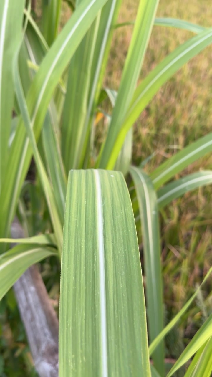 Primo piano di foglie di canna da zucchero in un campo