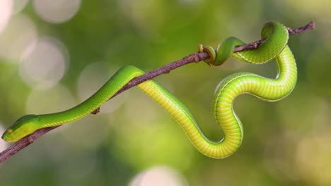 la víbora de labios blancos es una víbora venenosa endémica del sudeste asiático y a menudo se encuentra durante la noche esperando en una rama o rama de un árbol cerca de un cuerpo de agua con muchos alimentos