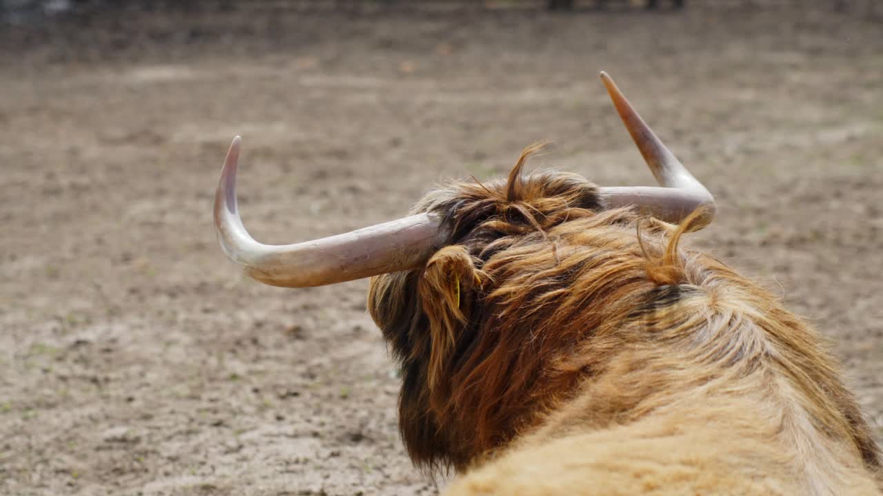 Rear view of Highland cow lying on dirt ground inside an animal park enclosure
