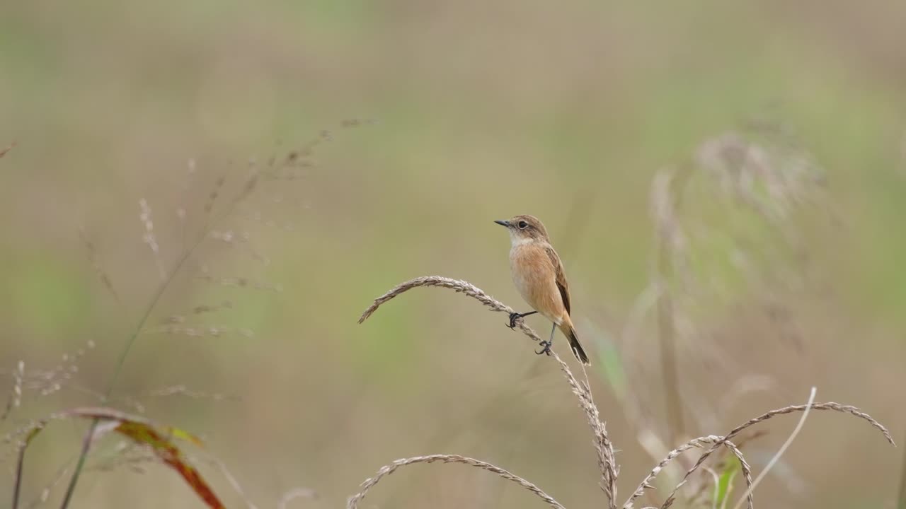 Camera zooms out while this bird is perched on grass as the wind blows, Amur Stonechat or Stejneger's Stonechat Saxicola stejnegeri, Thailand