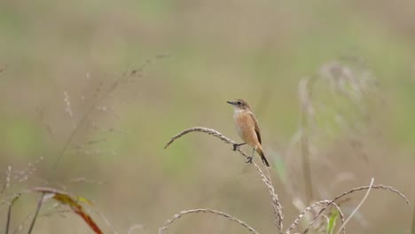 Die-Kamera-Zoomt-Heraus,-Während-Dieser-Vogel-Auf-Dem-Gras-Sitzt,-Während-Der-Wind-Weht,-Amur-Schwarzkehlchen-Oder-Steinkehlchen-Saxicola-Stejnegeri,-Thailand