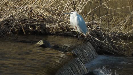 Kleiner-Weißer-Reiher,-Der-Auf-Einem-Kleinen-Wasserfall-Neben-Dem-Getrockneten-Gras-Am-Yangjaecheon-strom-Steht-Seoul-Südkorea