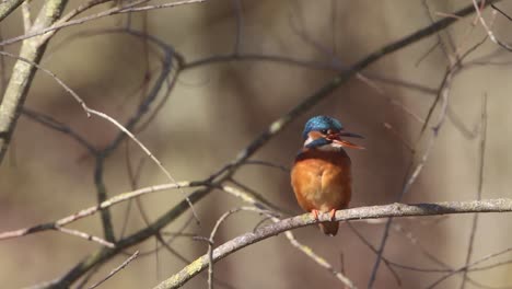 a common kingfisher  in the reed, germany