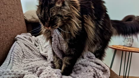 a close-up shot shows a fluffy long-haired domestic maine cooncat kneading with its paws on a soft blanket, a behavior showing it is happy, comfortable, and content in its home