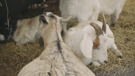 Sleepy-Goats-Resting-On-Hay-In-A-Barn---close-up,-slow-motion